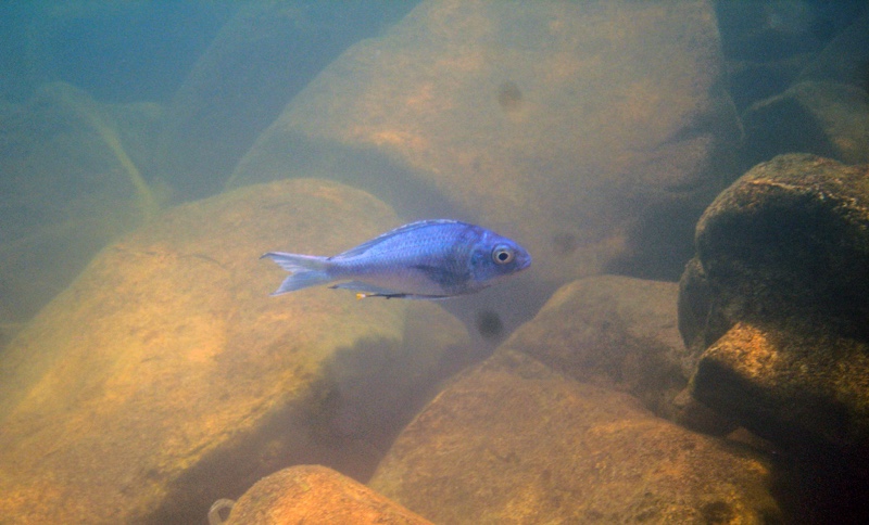 Ophthalmotilapia ventralis 'Kasanga'